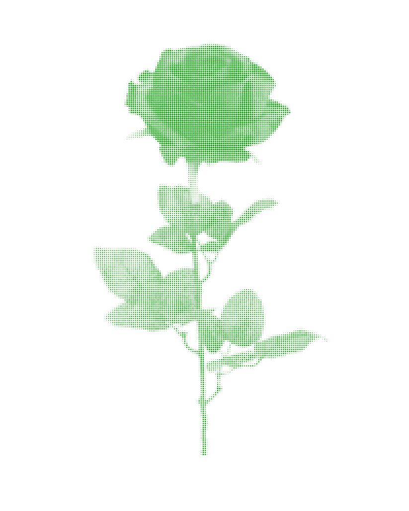 an image of a rose 